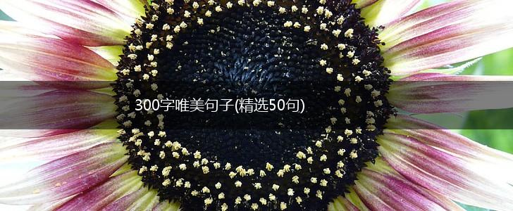 300字唯美句子(精选50句),第1张