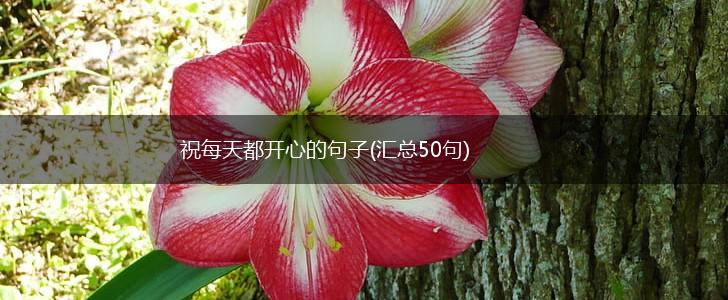 祝每天都开心的句子(汇总50句),第1张