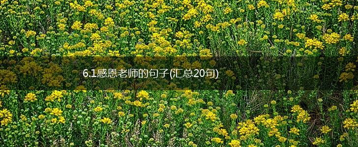 6.1感恩老师的句子(汇总20句),第1张