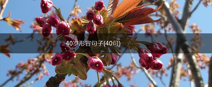 40岁形容句子(40句),第1张