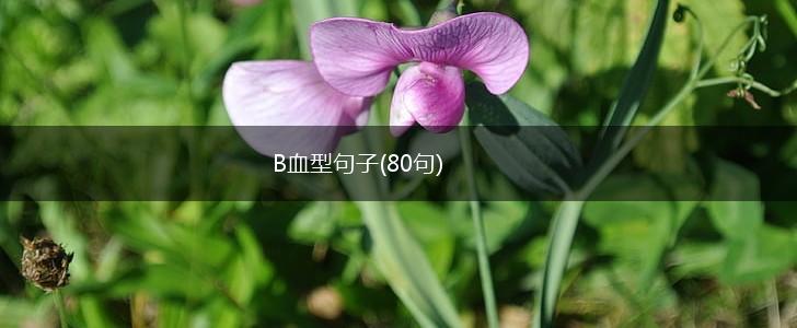 B血型句子(80句),第1张