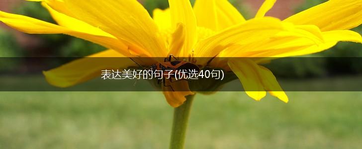 表达美好的句子(优选40句),第1张