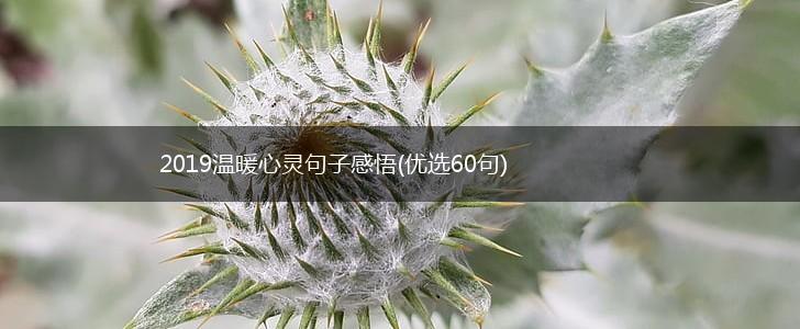 2019温暖心灵句子感悟(优选60句),第1张