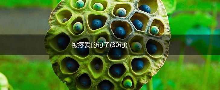 被疼爱的句子(30句),第1张