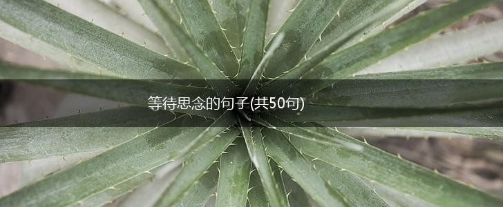 等待思念的句子(共50句),第1张