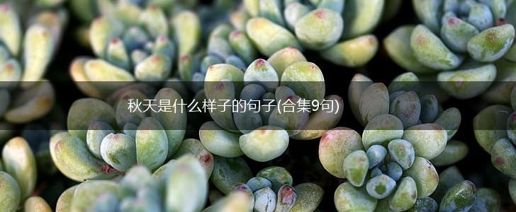 秋天是什么样子的句子(合集9句),第1张