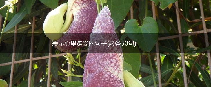 表示心里难受的句子(必备50句),第1张