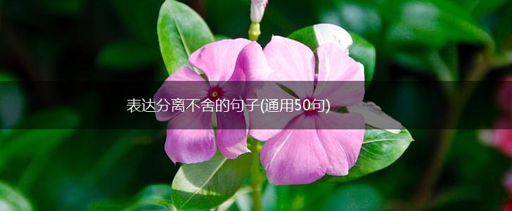 表达分离不舍的句子(通用50句),第1张