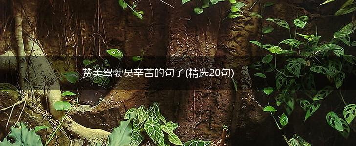 赞美驾驶员辛苦的句子(精选20句),第1张