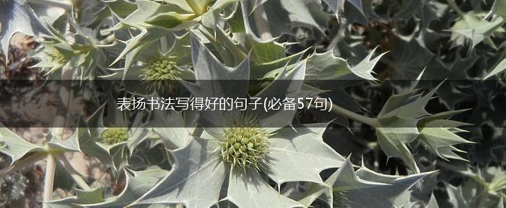 表扬书法写得好的句子(必备57句),第1张