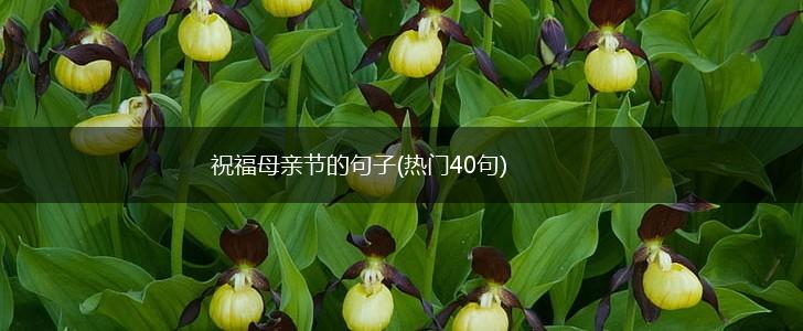 祝福母亲节的句子(热门40句),第1张