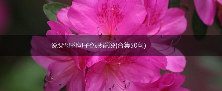 说父母的句子伤感说说(合集50句),第1张