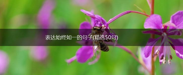表达始终如一的句子(精选50句),第1张