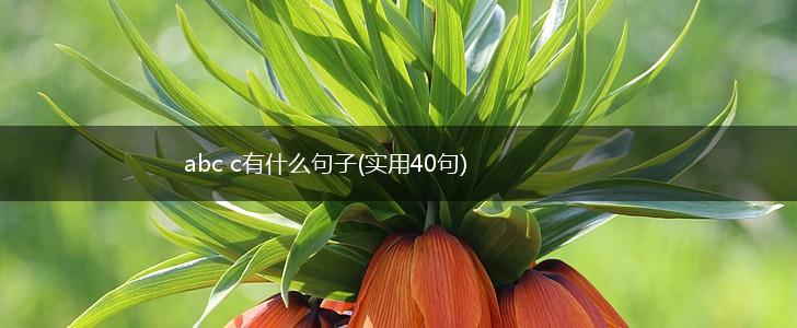 abc c有什么句子(实用40句),第1张