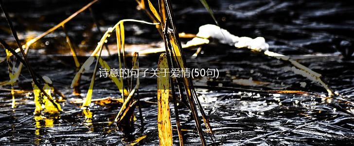 诗意的句子关于爱情(50句),第1张