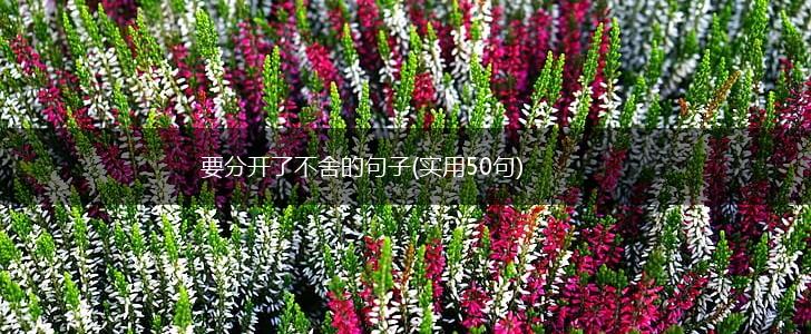 要分开了不舍的句子(实用50句),第1张