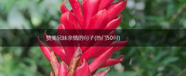 赞美兄妹亲情的句子(热门50句),第1张