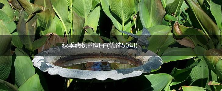 秋季悲伤的句子(优选50句),第1张
