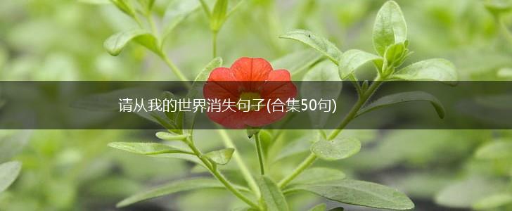 请从我的世界消失句子(合集50句),第1张