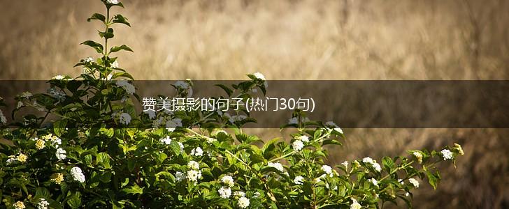 赞美摄影的句子(热门30句),第1张