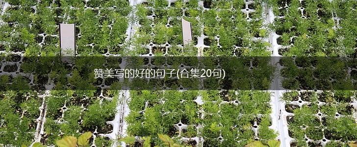 赞美写的好的句子(合集20句),第1张