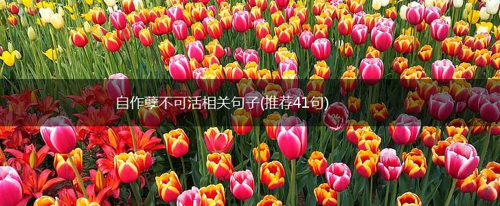 自作孽不可活相关句子(推荐41句),第1张