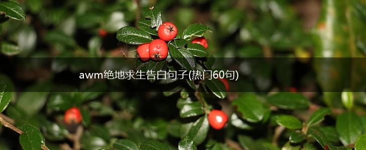 awm绝地求生告白句子(热门60句),第1张