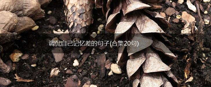 调侃自己记忆差的句子(合集20句),第1张
