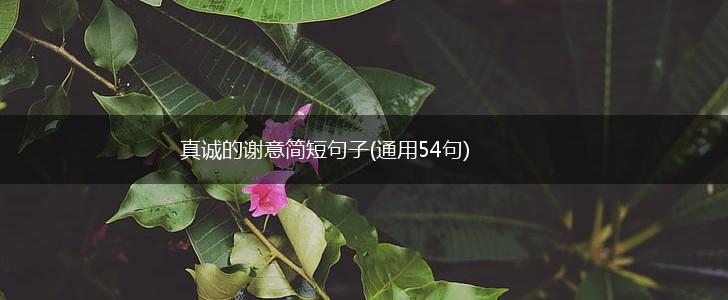 真诚的谢意简短句子(通用54句),第1张