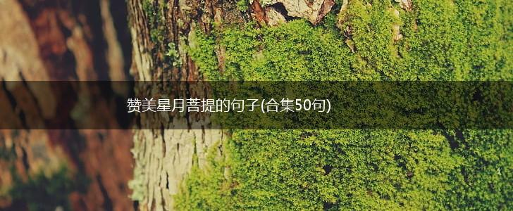 赞美星月菩提的句子(合集50句),第1张