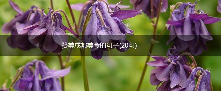 赞美成都美食的句子(20句),第1张