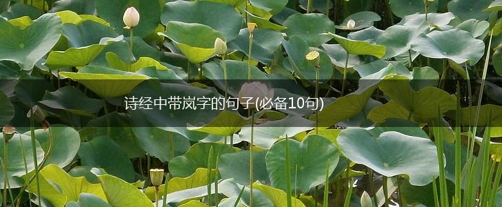 诗经中带岚字的句子(必备10句),第1张