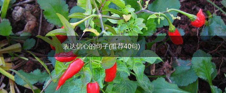 表达信心的句子(推荐40句),第1张