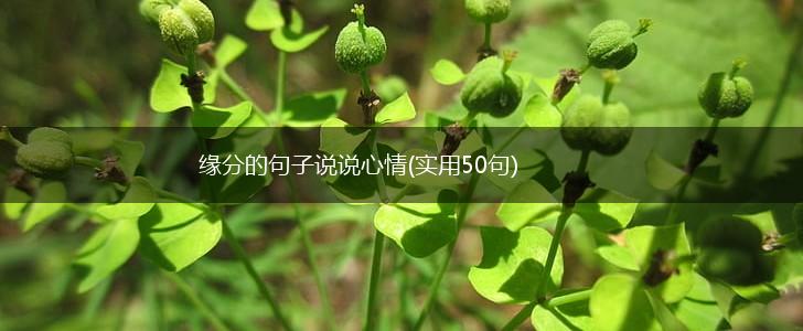 缘分的句子说说心情(实用50句),第1张