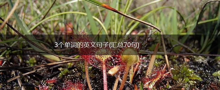 3个单词的英文句子(汇总70句),第1张