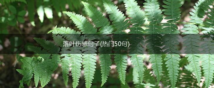 落叶伤感句子(热门50句),第1张