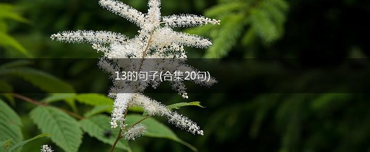 13的句子(合集20句),第1张