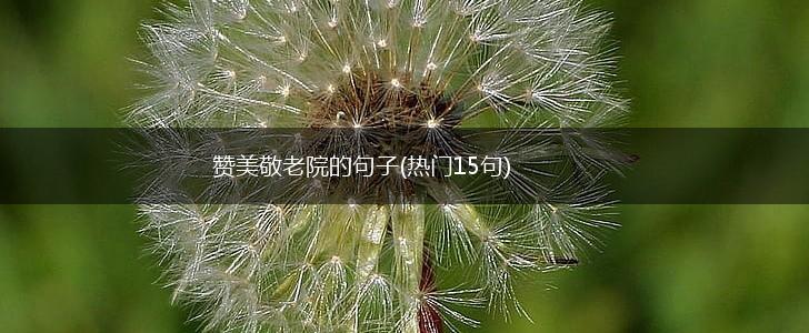 赞美敬老院的句子(热门15句),第1张
