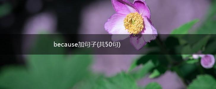 because加句子(共50句),第1张