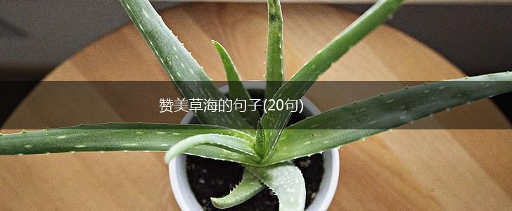 赞美草海的句子(20句),第1张
