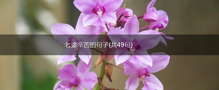 老婆辛苦的句子(共49句),第1张