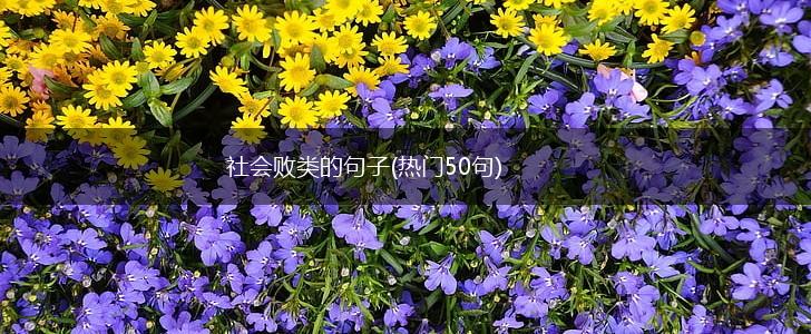 社会败类的句子(热门50句),第1张