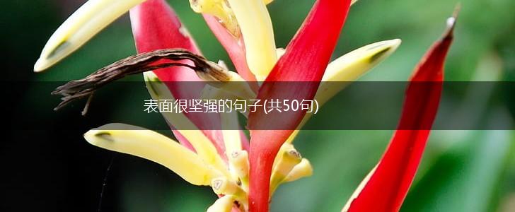 表面很坚强的句子(共50句),第1张