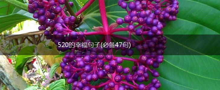 520的幸福句子(必备47句),第1张