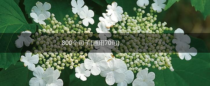 800个句子(通用70句),第1张