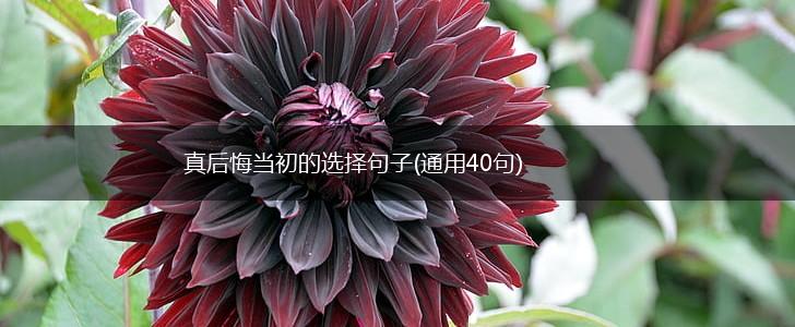 真后悔当初的选择句子(通用40句),第1张