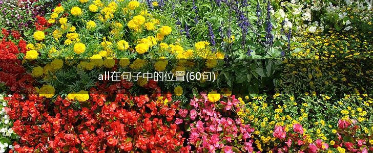all在句子中的位置(60句),第1张