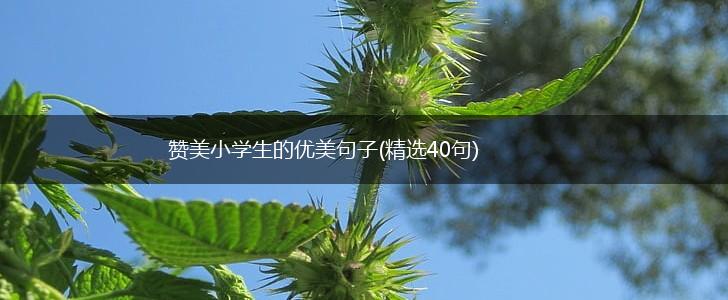 赞美小学生的优美句子(精选40句),第1张