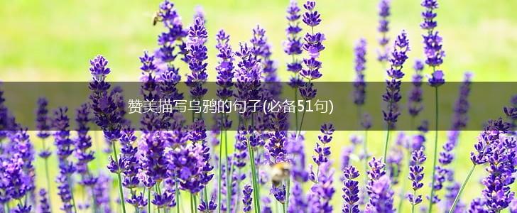 赞美描写乌鸦的句子(必备51句),第1张