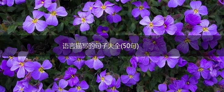 语言描写的句子大全(50句),第1张